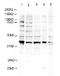 Ring Finger Protein 2 antibody, R1502P, Origene, Western Blot image 