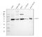 CD5 Molecule antibody, A00480-1, Boster Biological Technology, Western Blot image 