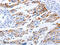 Kinesin Family Member 3A antibody, CSB-PA338217, Cusabio, Immunohistochemistry frozen image 