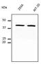GAPDH antibody, LS-B9773, Lifespan Biosciences, Western Blot image 