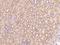 Papilin, Proteoglycan Like Sulfated Glycoprotein antibody, 206168-T08, Sino Biological, Immunohistochemistry frozen image 