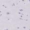 Sperm Acrosome Associated 4 antibody, NBP2-38913, Novus Biologicals, Immunohistochemistry paraffin image 