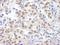 Lysine Demethylase 1A antibody, A300-216A, Bethyl Labs, Immunohistochemistry paraffin image 