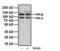 Progesterone Receptor antibody, MA1-12626, Invitrogen Antibodies, Western Blot image 