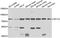 SP110 Nuclear Body Protein antibody, A7492, ABclonal Technology, Western Blot image 