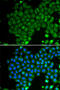 Glutamate Decarboxylase 2 antibody, 13-343, ProSci, Immunofluorescence image 