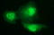 Proteasomal ATPase Associated Factor 1 antibody, LS-C338416, Lifespan Biosciences, Immunofluorescence image 