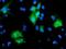 Protein Tyrosine Phosphatase Non-Receptor Type 7 antibody, NBP2-01340, Novus Biologicals, Immunofluorescence image 