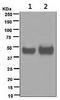 CD48 antigen antibody, TA310281, Origene, Western Blot image 