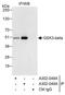 Glycogen Synthase Kinase 3 Beta antibody, A302-049A, Bethyl Labs, Immunoprecipitation image 
