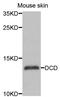 DCD antibody, A01446, Boster Biological Technology, Western Blot image 