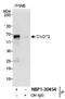CCR4-NOT Transcription Complex Subunit 2 antibody, NBP1-30454, Novus Biologicals, Western Blot image 