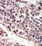 NT-3 growth factor receptor antibody, AP14438PU-N, Origene, Immunohistochemistry frozen image 