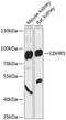 Cadherin Related Family Member 5 antibody, 15-232, ProSci, Western Blot image 