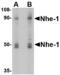Solute Carrier Family 9 Member A1 antibody, LS-C53222, Lifespan Biosciences, Western Blot image 