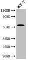 CYP51A1 antibody, LS-C677632, Lifespan Biosciences, Western Blot image 