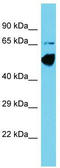 Centrosomal protein of 83 kDa antibody, TA330649, Origene, Western Blot image 