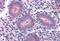 Elongator Acetyltransferase Complex Subunit 3 antibody, MBS244535, MyBioSource, Immunohistochemistry frozen image 