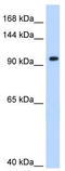 Splicing Factor 3a Subunit 1 antibody, TA345937, Origene, Western Blot image 