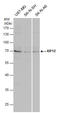 Kinesin Family Member 12 antibody, GTX120529, GeneTex, Western Blot image 