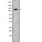 BMP-2-inducible protein kinase antibody, abx148649, Abbexa, Western Blot image 