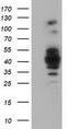 Growth arrest-specific protein 7 antibody, TA501756, Origene, Western Blot image 