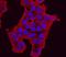 Protocadherin 8 antibody, MAB5434, R&D Systems, Immunofluorescence image 