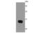 Fatty Acid Binding Protein 4 antibody, A01528-1, Boster Biological Technology, Western Blot image 