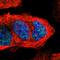 Cyclin B3 antibody, HPA000496, Atlas Antibodies, Immunofluorescence image 