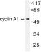 Cyclin-A1 antibody, LS-C175984, Lifespan Biosciences, Western Blot image 