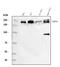 Sperm Associated Antigen 9 antibody, A02751-1, Boster Biological Technology, Western Blot image 