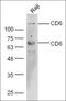 CD5 Molecule Like antibody, orb13322, Biorbyt, Western Blot image 