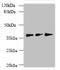 LE antibody, orb355415, Biorbyt, Western Blot image 