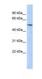 BCL6B Transcription Repressor antibody, orb330091, Biorbyt, Western Blot image 