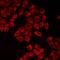 Cystinosin, Lysosomal Cystine Transporter antibody, orb412507, Biorbyt, Immunofluorescence image 