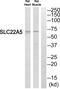 SLC22A5 antibody, PA5-39323, Invitrogen Antibodies, Western Blot image 