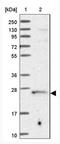 Trafficking Protein Particle Complex 4 antibody, NBP2-13476, Novus Biologicals, Western Blot image 