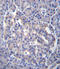 Sestrin 3 antibody, LS-C203698, Lifespan Biosciences, Immunohistochemistry paraffin image 