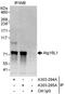Autophagy Related 16 Like 1 antibody, A303-295A, Bethyl Labs, Immunoprecipitation image 