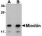 Mimitin, mitochondrial antibody, TA306859, Origene, Western Blot image 