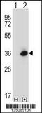 MOK Protein Kinase antibody, MBS9207873, MyBioSource, Western Blot image 