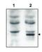 General receptor for phosphoinositides 1-associated scaffold protein antibody, orb345574, Biorbyt, Western Blot image 