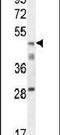 Core histone macro-H2A.2 antibody, PA5-24219, Invitrogen Antibodies, Western Blot image 
