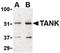 TRAF family member-associated NF-kappa-B activator antibody, PA5-20271, Invitrogen Antibodies, Western Blot image 