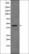 Sphingosine Kinase 1 antibody, orb335986, Biorbyt, Western Blot image 