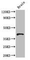 RNA-binding protein 4 antibody, LS-C501885, Lifespan Biosciences, Western Blot image 