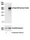 RNA Polymerase II antibody, A304-408A, Bethyl Labs, Western Blot image 