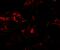 Phospholipase A1 member A antibody, A09234-1, Boster Biological Technology, Immunofluorescence image 