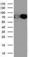 PDIA4 antibody, TA503885S, Origene, Western Blot image 