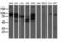 Aldh3 antibody, LS-C173094, Lifespan Biosciences, Western Blot image 